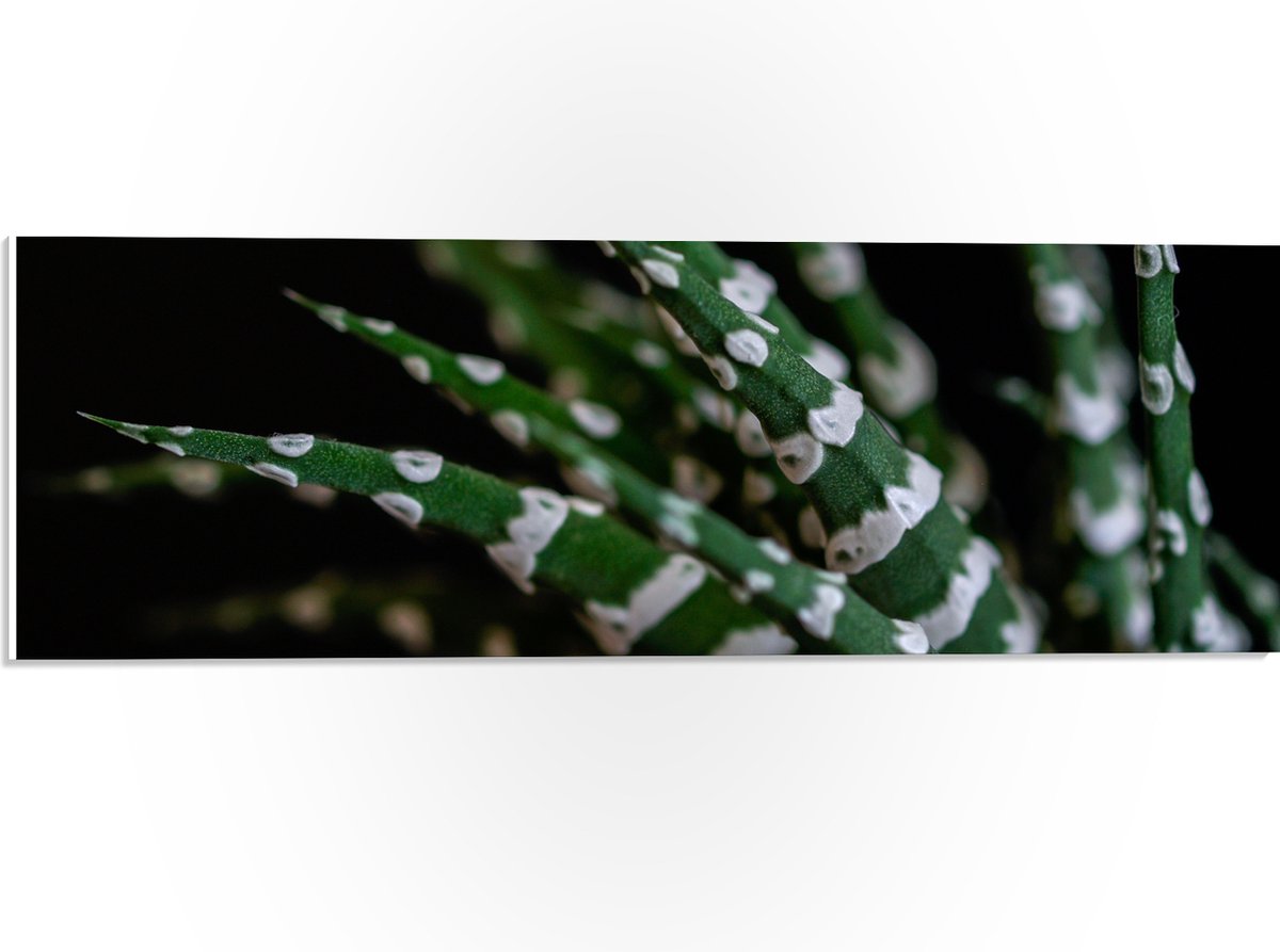 WallClassics - PVC Schuimplaat - Fasciated haworthia Plant tegen Zwarte Achtergrond - 60x20 cm Foto op PVC Schuimplaat (Met Ophangsysteem)