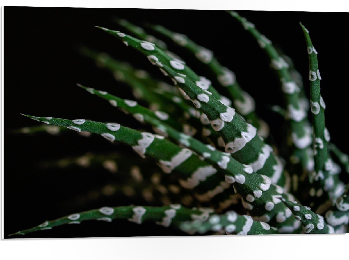 WallClassics - PVC Schuimplaat - Fasciated haworthia Plant tegen Zwarte Achtergrond - 75x50 cm Foto op PVC Schuimplaat (Met Ophangsysteem)
