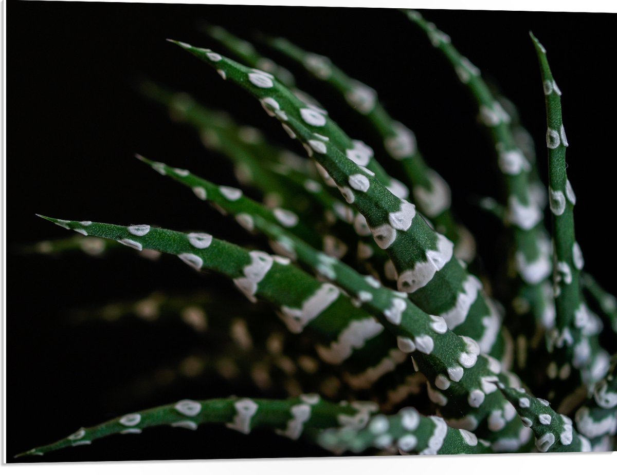 WallClassics - PVC Schuimplaat - Fasciated haworthia Plant tegen Zwarte Achtergrond - 80x60 cm Foto op PVC Schuimplaat (Met Ophangsysteem)
