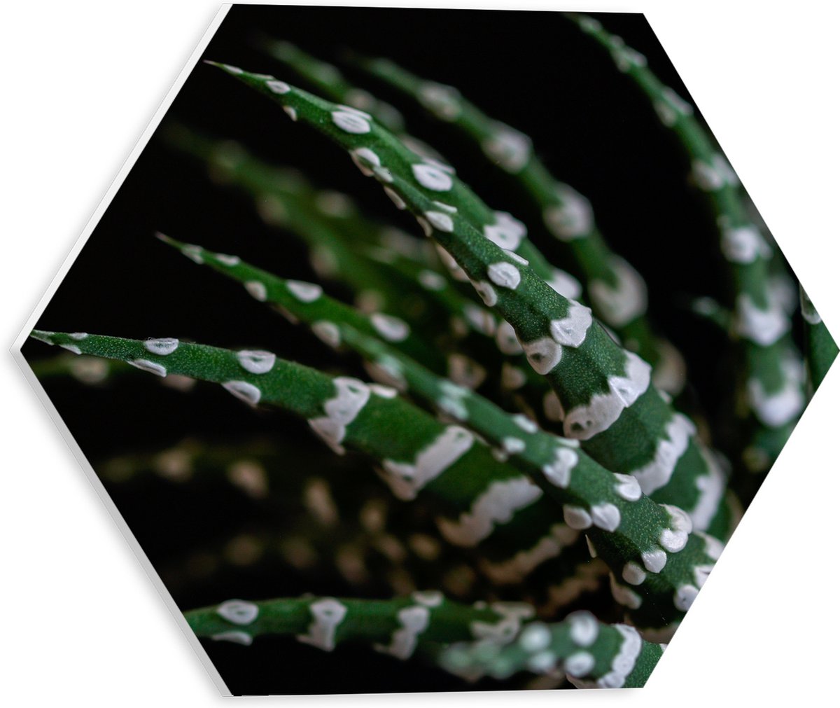 WallClassics - PVC Schuimplaat Hexagon - Fasciated haworthia Plant tegen Zwarte Achtergrond - 30x26.1 cm Foto op Hexagon (Met Ophangsysteem)