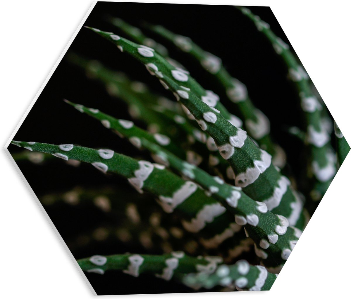 WallClassics - PVC Schuimplaat Hexagon - Fasciated haworthia Plant tegen Zwarte Achtergrond - 40x34.8 cm Foto op Hexagon (Met Ophangsysteem)