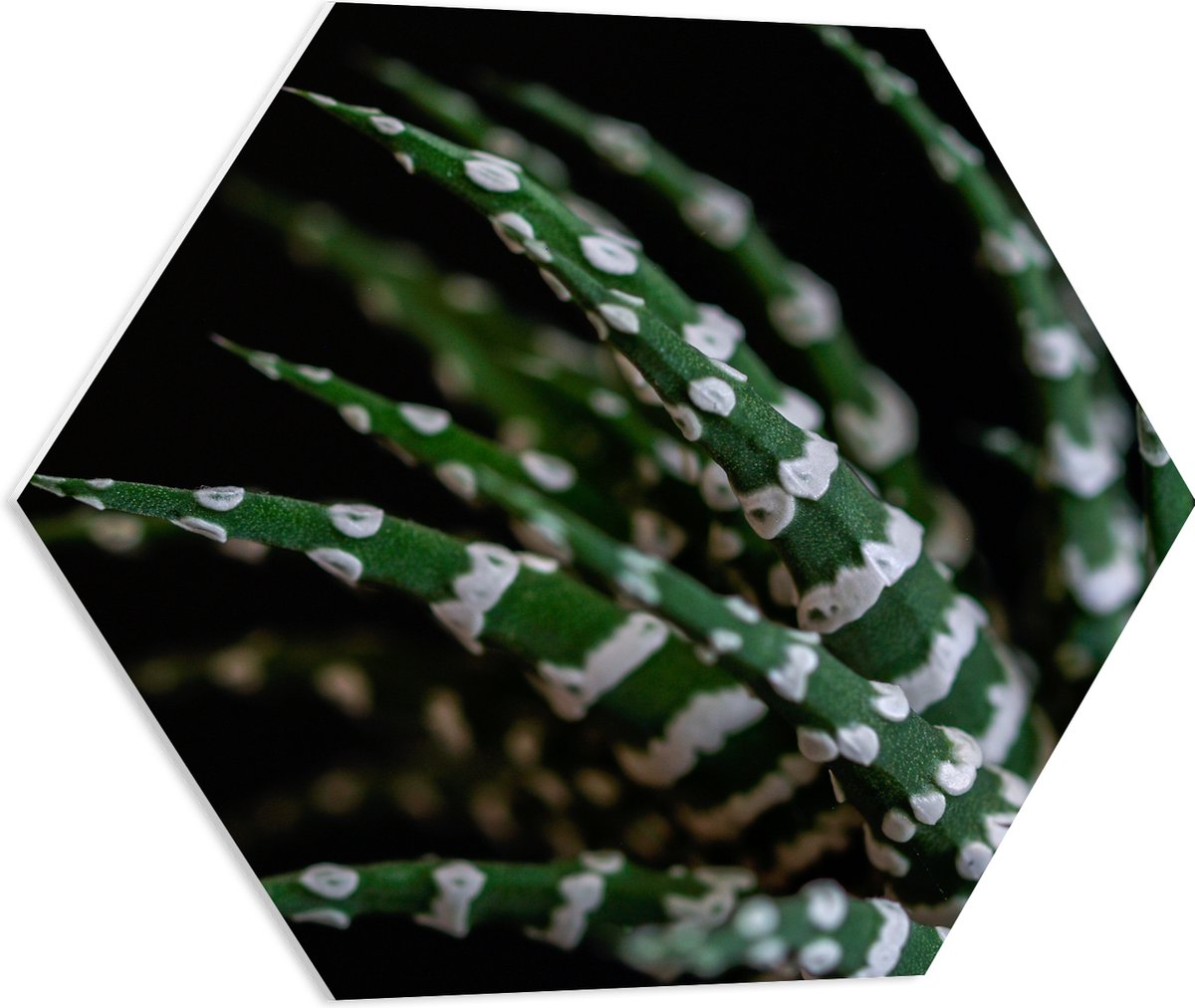WallClassics - PVC Schuimplaat Hexagon - Fasciated haworthia Plant tegen Zwarte Achtergrond - 60x52.2 cm Foto op Hexagon (Met Ophangsysteem)