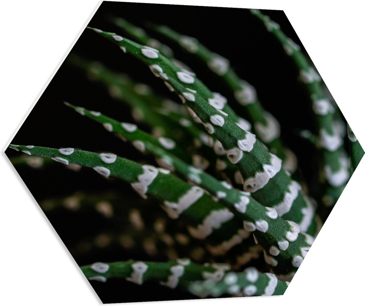 WallClassics - PVC Schuimplaat Hexagon - Fasciated haworthia Plant tegen Zwarte Achtergrond - 70x60.9 cm Foto op Hexagon (Met Ophangsysteem)