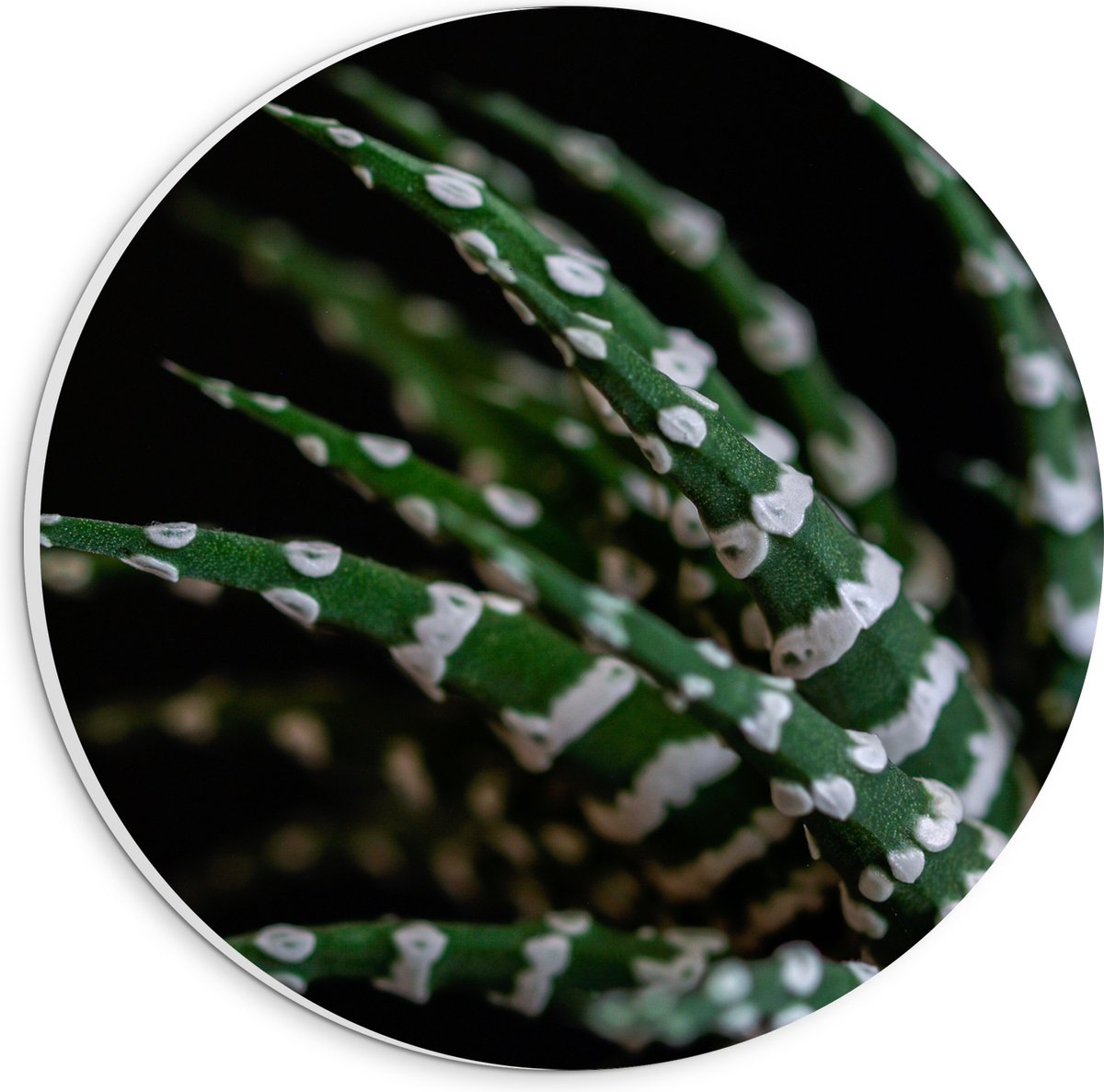 WallClassics - PVC Schuimplaat Muurcirkel - Fasciated haworthia Plant tegen Zwarte Achtergrond - 20x20 cm Foto op Muurcirkel (met ophangsysteem)