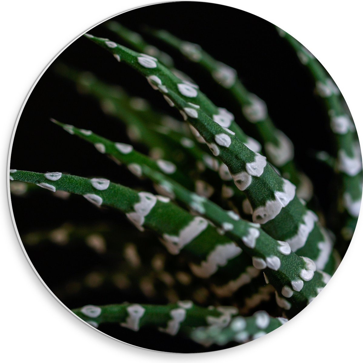 WallClassics - PVC Schuimplaat Muurcirkel - Fasciated haworthia Plant tegen Zwarte Achtergrond - 30x30 cm Foto op Muurcirkel (met ophangsysteem)