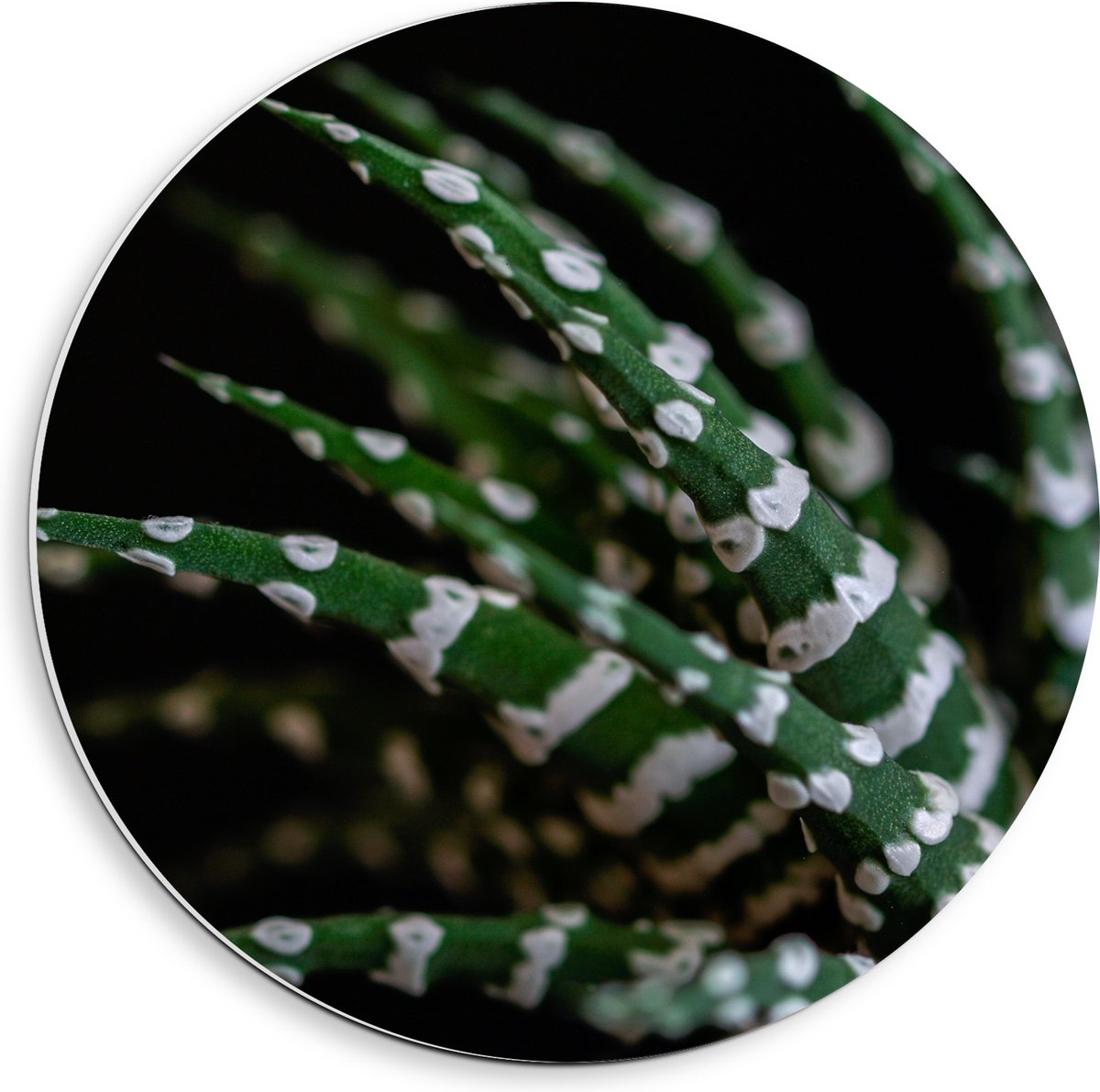 WallClassics - PVC Schuimplaat Muurcirkel - Fasciated haworthia Plant tegen Zwarte Achtergrond - 40x40 cm Foto op Muurcirkel (met ophangsysteem)