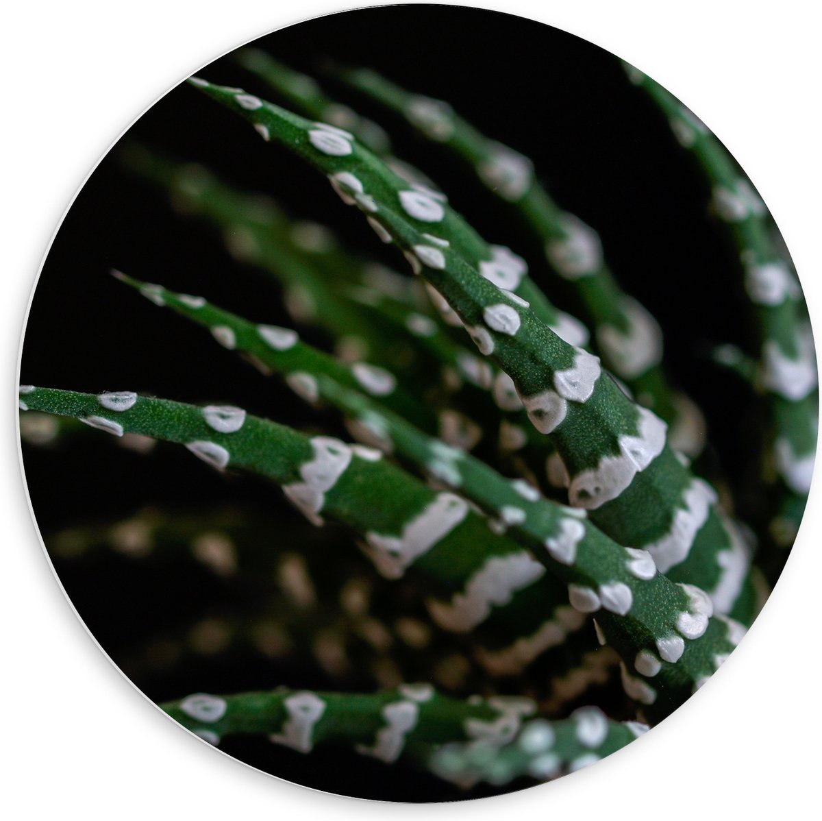 WallClassics - PVC Schuimplaat Muurcirkel - Fasciated haworthia Plant tegen Zwarte Achtergrond - 60x60 cm Foto op Muurcirkel (met ophangsysteem)