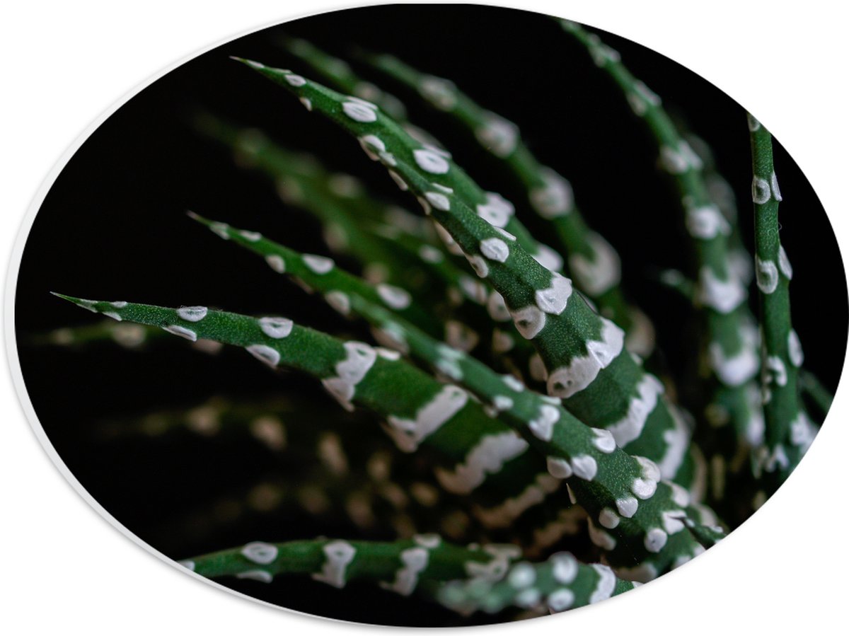 WallClassics - PVC Schuimplaat Ovaal - Fasciated haworthia Plant tegen Zwarte Achtergrond - 28x21 cm Foto op Ovaal (Met Ophangsysteem)