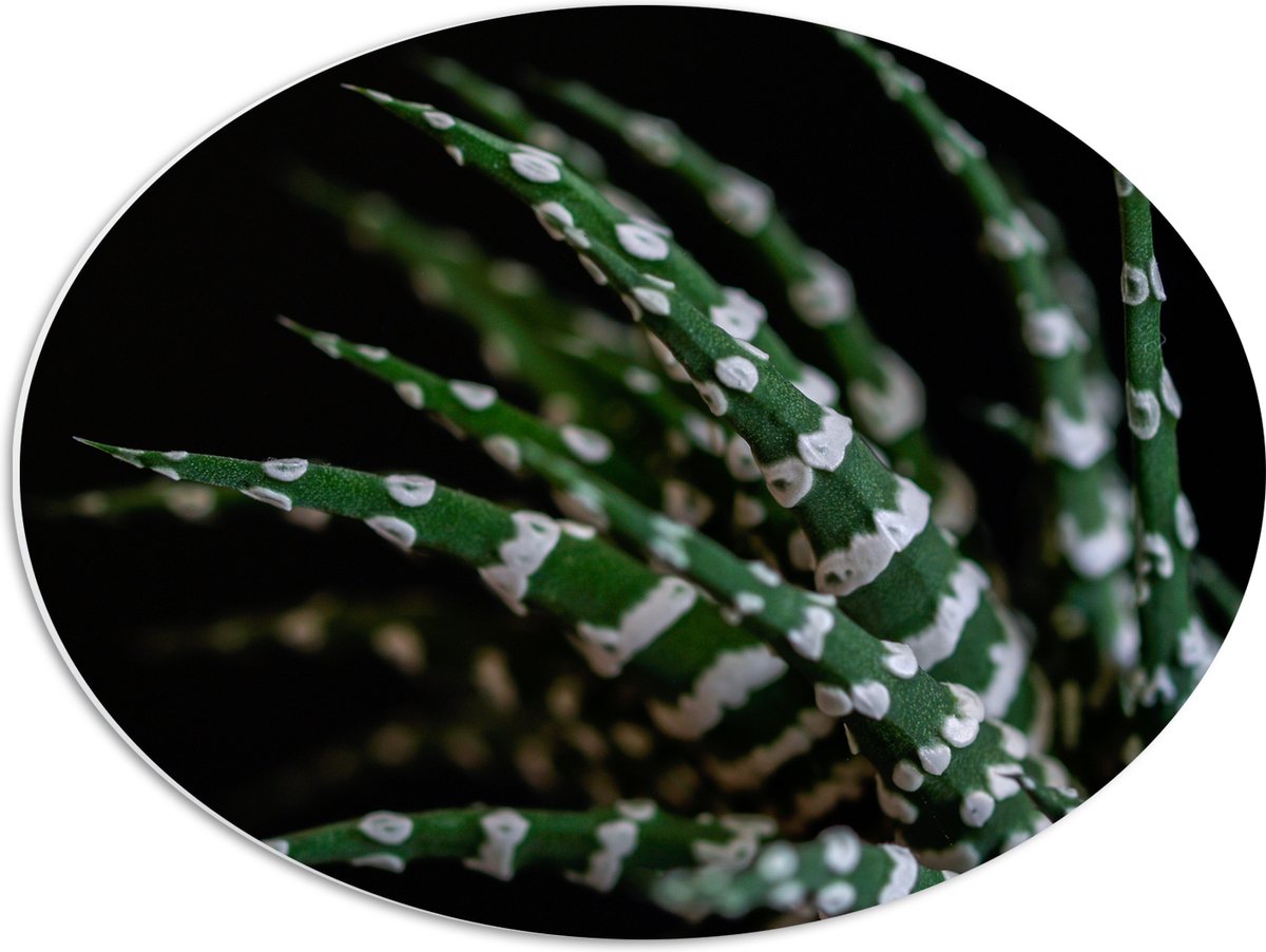 WallClassics - PVC Schuimplaat Ovaal - Fasciated haworthia Plant tegen Zwarte Achtergrond - 56x42 cm Foto op Ovaal (Met Ophangsysteem)