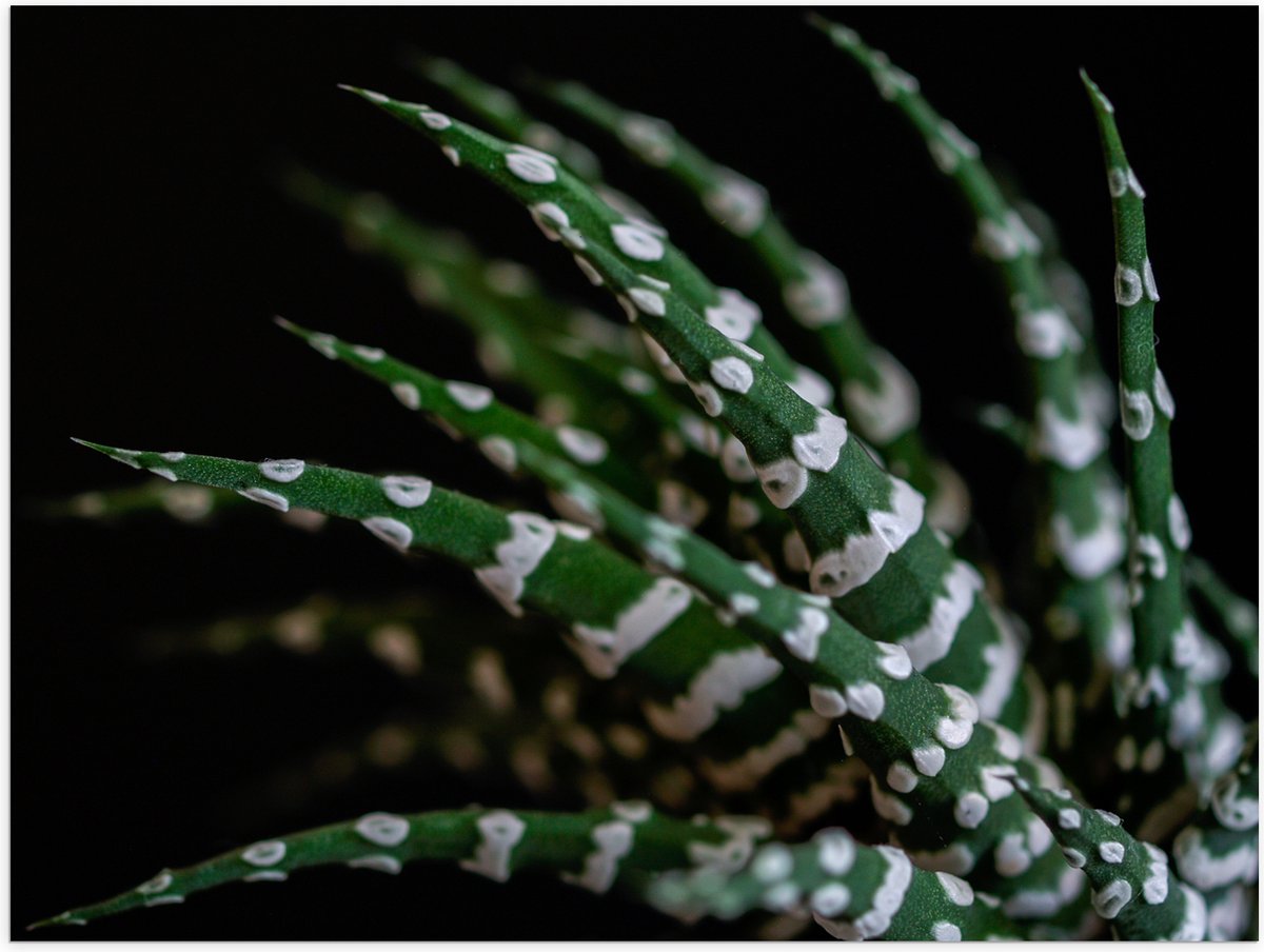 WallClassics - Poster Glanzend - Fasciated haworthia Plant tegen Zwarte Achtergrond - 40x30 cm Foto op Posterpapier met Glanzende Afwerking
