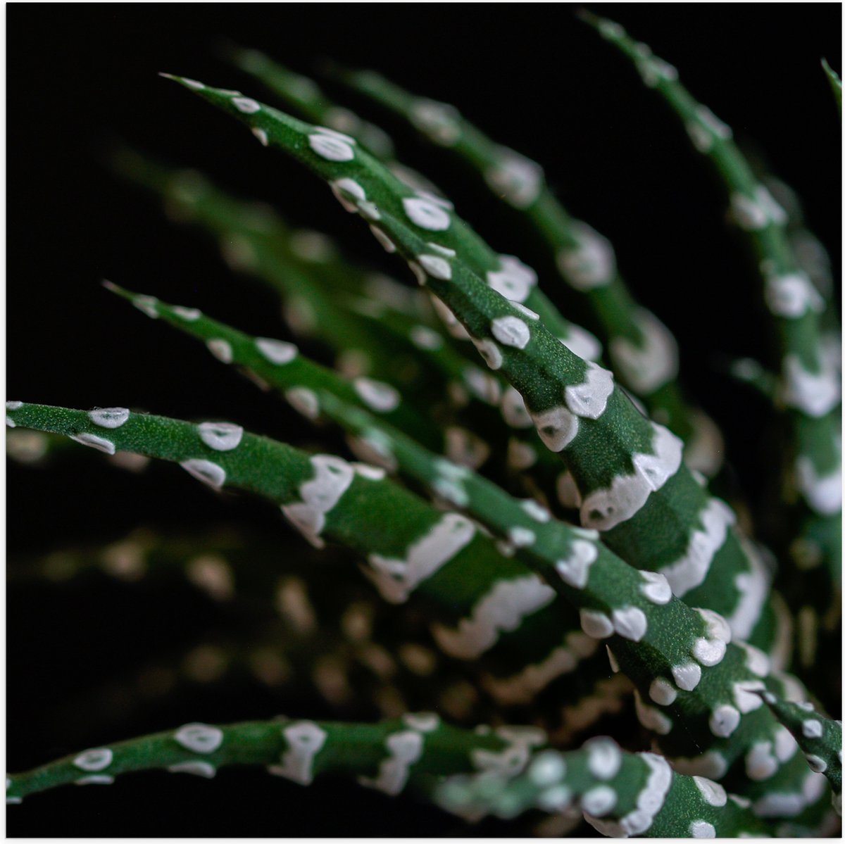 WallClassics - Poster Glanzend - Fasciated haworthia Plant tegen Zwarte Achtergrond - 50x50 cm Foto op Posterpapier met Glanzende Afwerking
