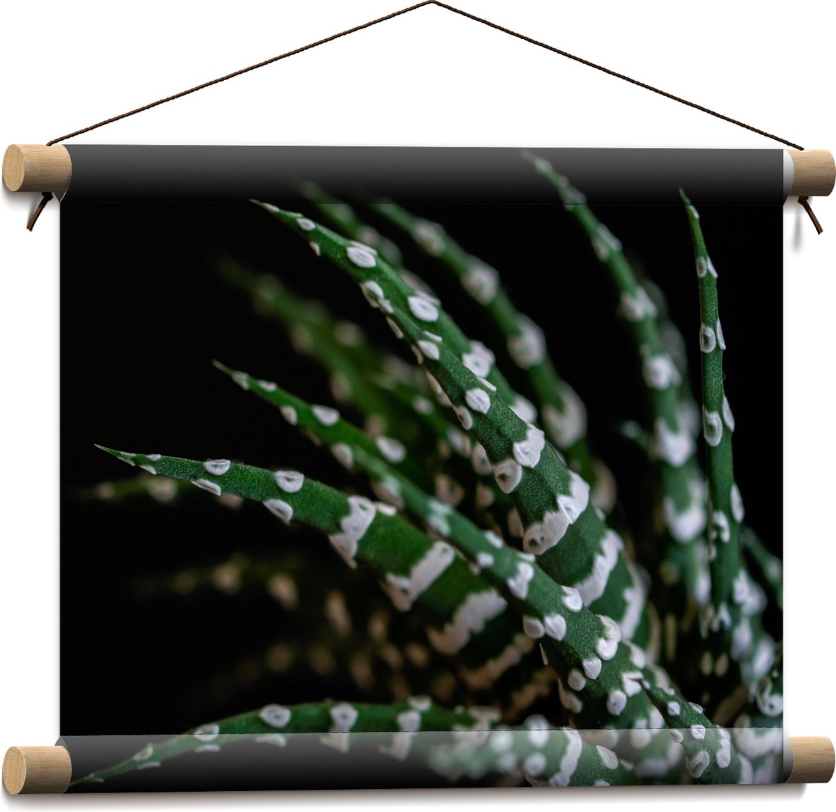 WallClassics - Textielposter - Fasciated haworthia Plant tegen Zwarte Achtergrond - 40x30 cm Foto op Textiel