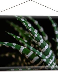 WallClassics - Textielposter - Fasciated haworthia Plant tegen Zwarte Achtergrond - 60x40 cm Foto op Textiel