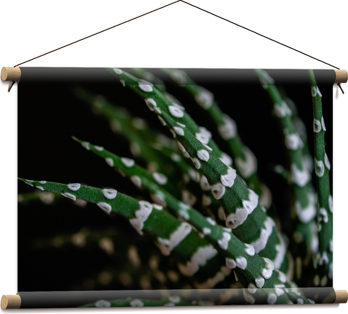 WallClassics - Textielposter - Fasciated haworthia Plant tegen Zwarte Achtergrond - 60x40 cm Foto op Textiel