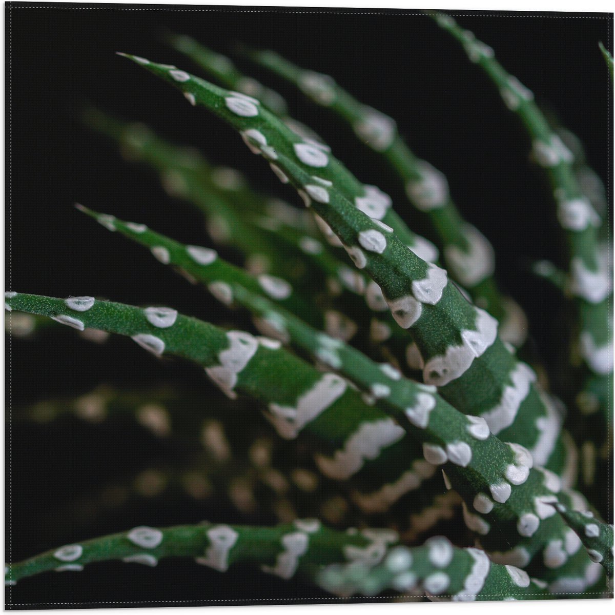 WallClassics - Vlag - Fasciated haworthia Plant tegen Zwarte Achtergrond - 50x50 cm Foto op Polyester Vlag