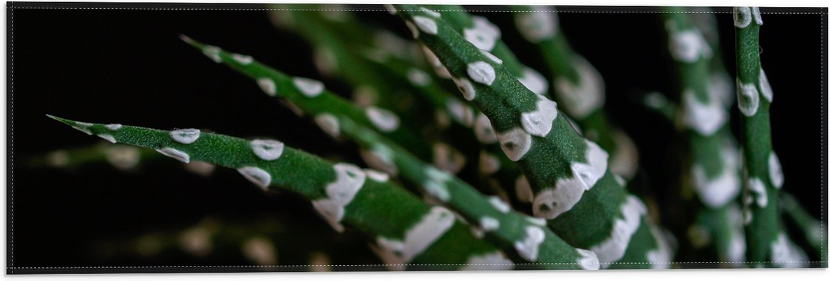 WallClassics - Vlag - Fasciated haworthia Plant tegen Zwarte Achtergrond - 60x20 cm Foto op Polyester Vlag