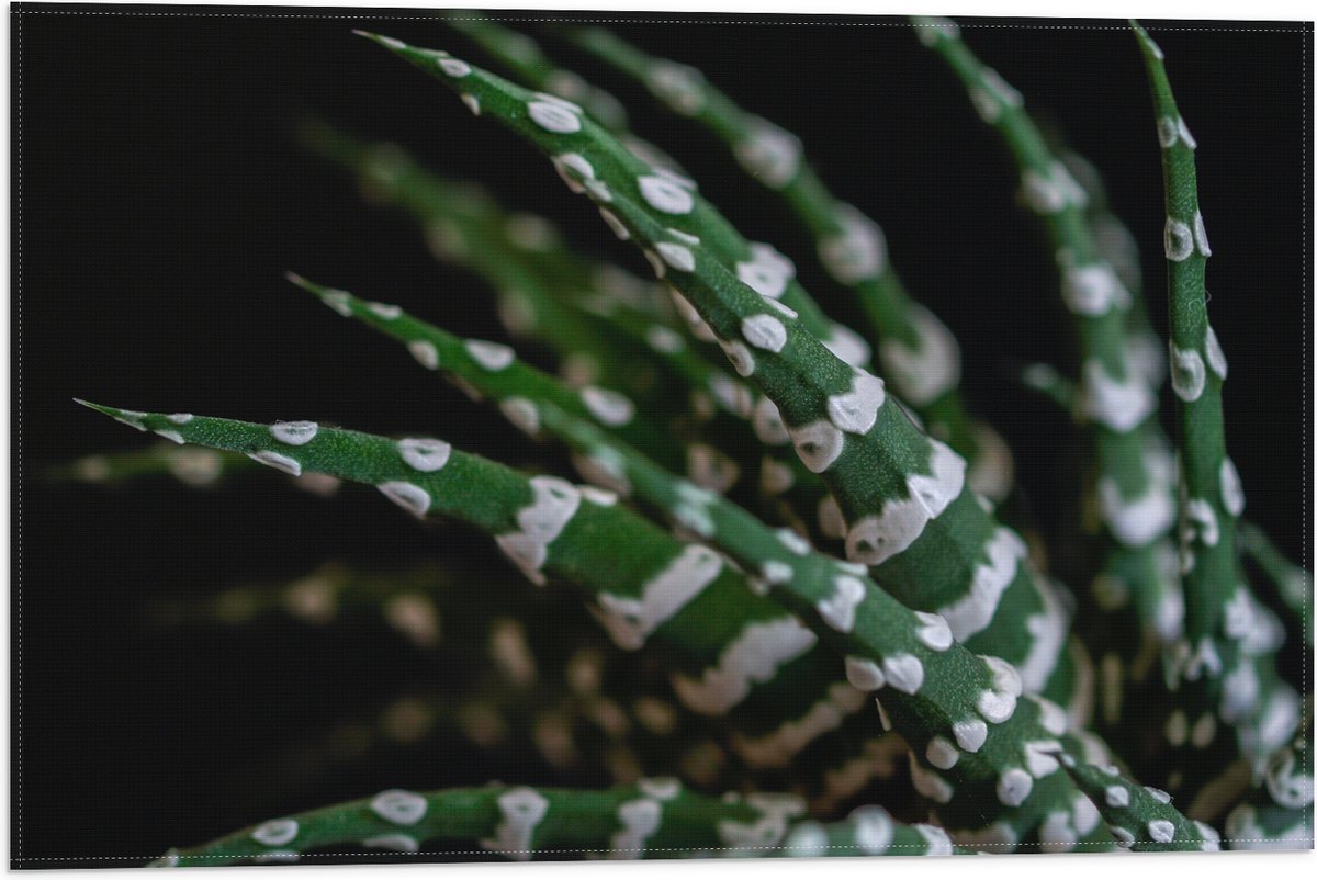 WallClassics - Vlag - Fasciated haworthia Plant tegen Zwarte Achtergrond - 60x40 cm Foto op Polyester Vlag