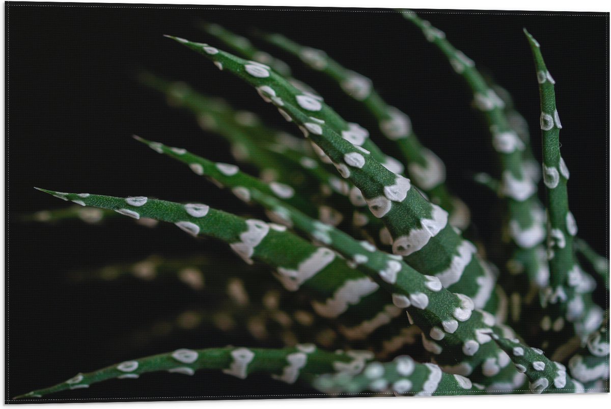 WallClassics - Vlag - Fasciated haworthia Plant tegen Zwarte Achtergrond - 75x50 cm Foto op Polyester Vlag
