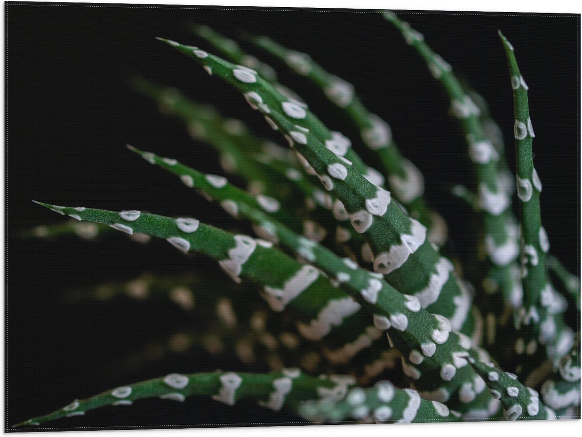 WallClassics - Vlag - Fasciated haworthia Plant tegen Zwarte Achtergrond - 80x60 cm Foto op Polyester Vlag