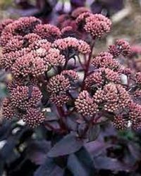 12x Hemelsleutel (Sedum hybridum 'Purple Emperor') - P9 pot (9x9)