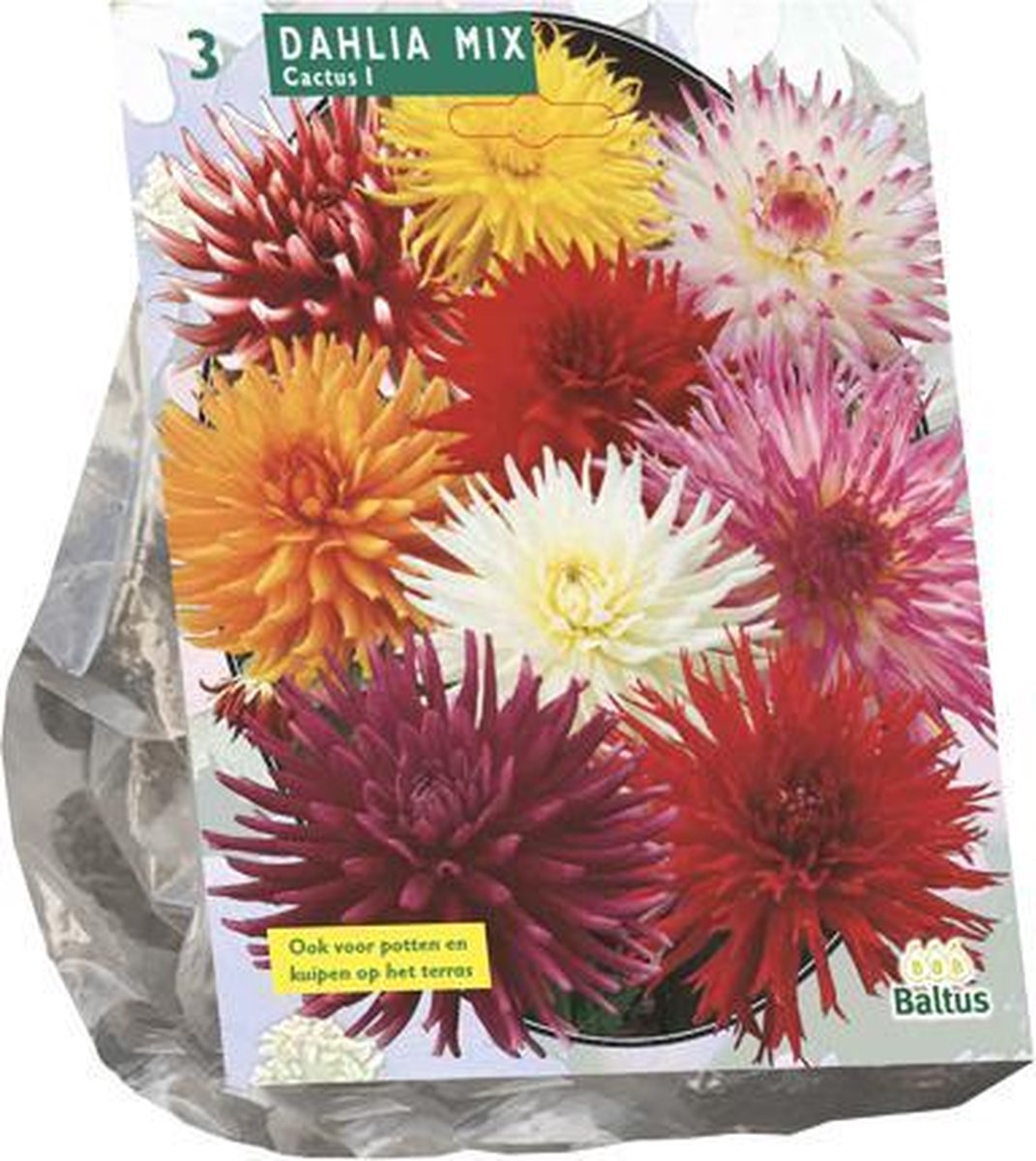 Baltus Dahlia Cactus Mixed bloembollen per 3 stuks