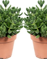 Kamerplanten van Botanicly - 2 × Jadeplant - Hoogte: 20 cm - Crassula rogersii