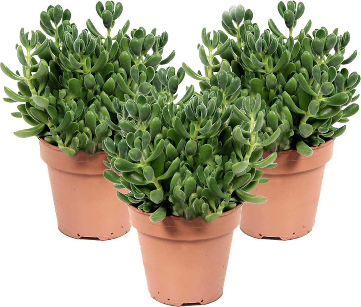Kamerplanten van Botanicly - 3 × Jadeplant - Hoogte: 20 cm - Crassula rogersii