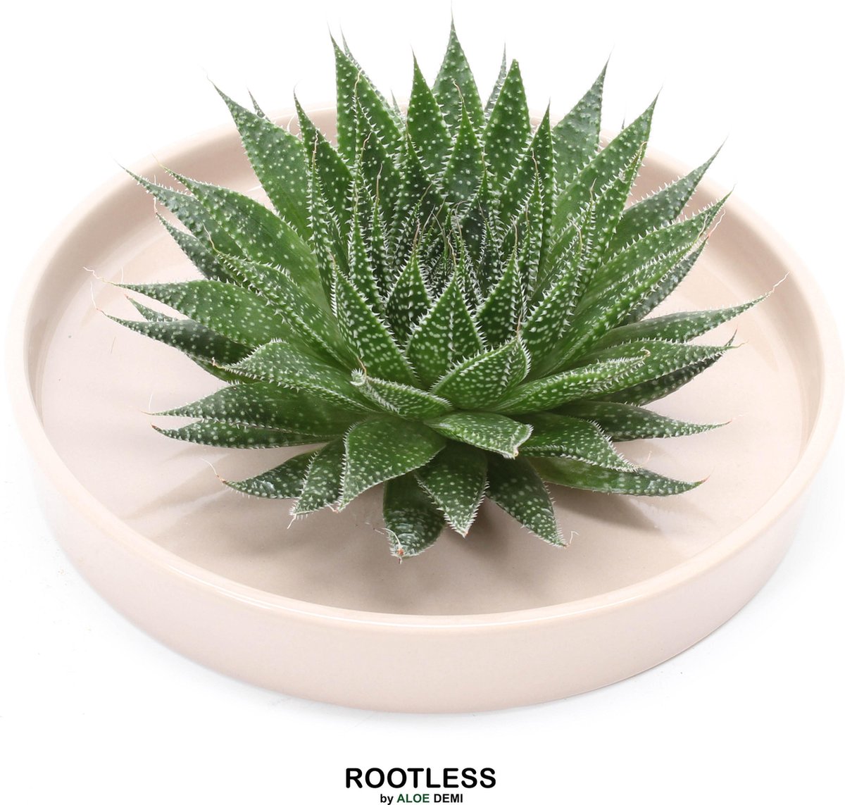 ROOTLESS Aloe - vetplant - taupe pot 20 cm - ZERO water