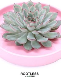 ROOTLESS Echeveria groen, roze rand - vetplant - zacht roze pot 20 cm - ZERO water