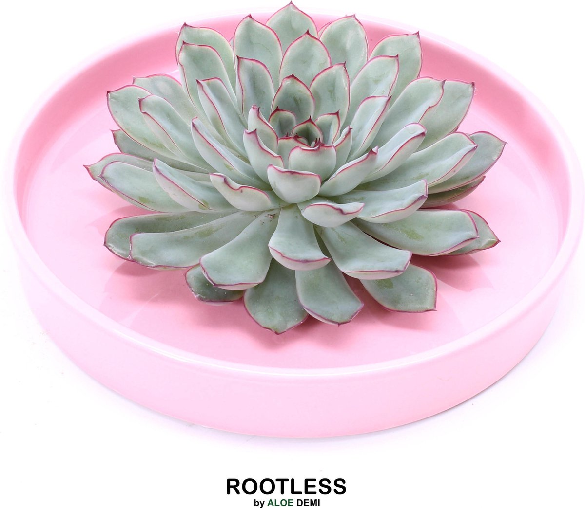 ROOTLESS Echeveria groen, roze rand - vetplant - zacht roze pot 20 cm - ZERO water