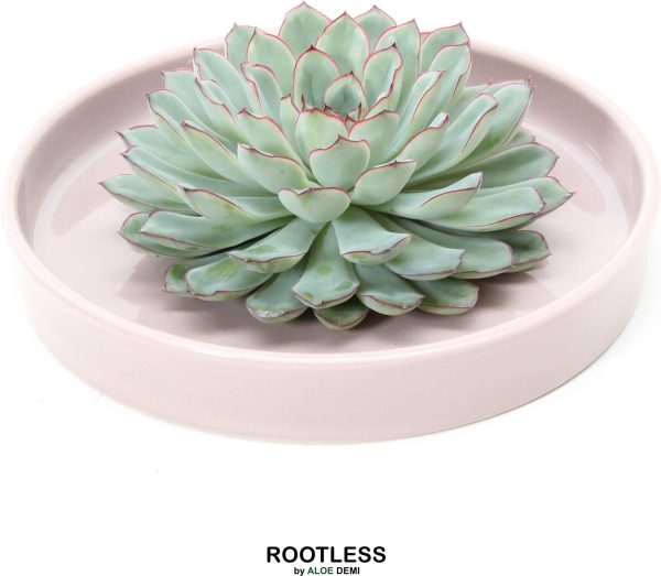 ROOTLESS Echeveria groen - vetplant - taupe pot 20 cm - ZERO water