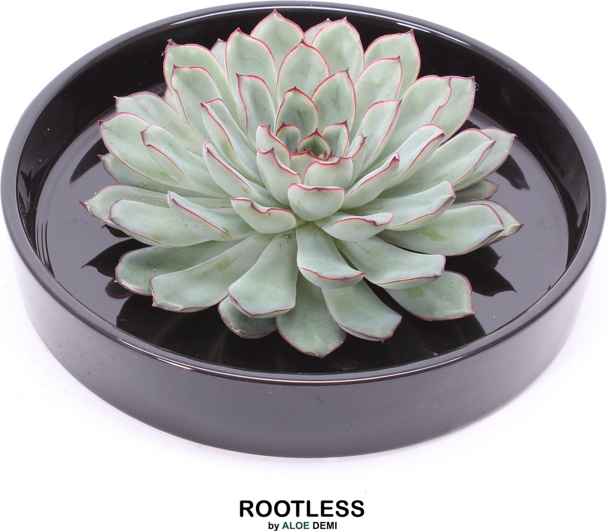 ROOTLESS Echeveria groen - vetplant - zwart pot 20 cm - ZERO water