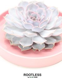 ROOTLESS Echeveria wit - vetplant - licht roze pot 20 cm - ZERO water