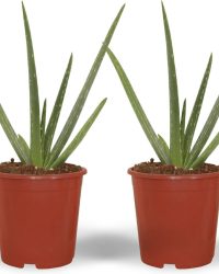 2x Aloe vera - Succulent - 40cm
