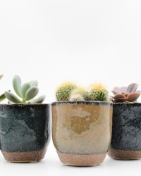 Ikhebeencactus cactus en vetplanten mix in sierpot Color Cato 5 stuks