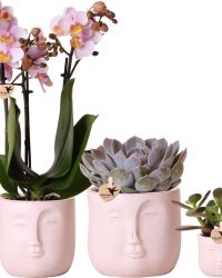 Kolibri Orchids | Planten set met roze Phalaenopsis orchidee ò9cm en groene planten Succulent Echeveria Purpusorum ò12cm en Succulent Crassula Ovata ò6cm in Zen face nude sierpotten