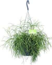 Rhipsalis Cassutha - Koraalcactus - in Hangpot - p17 h40 - Kamerplant