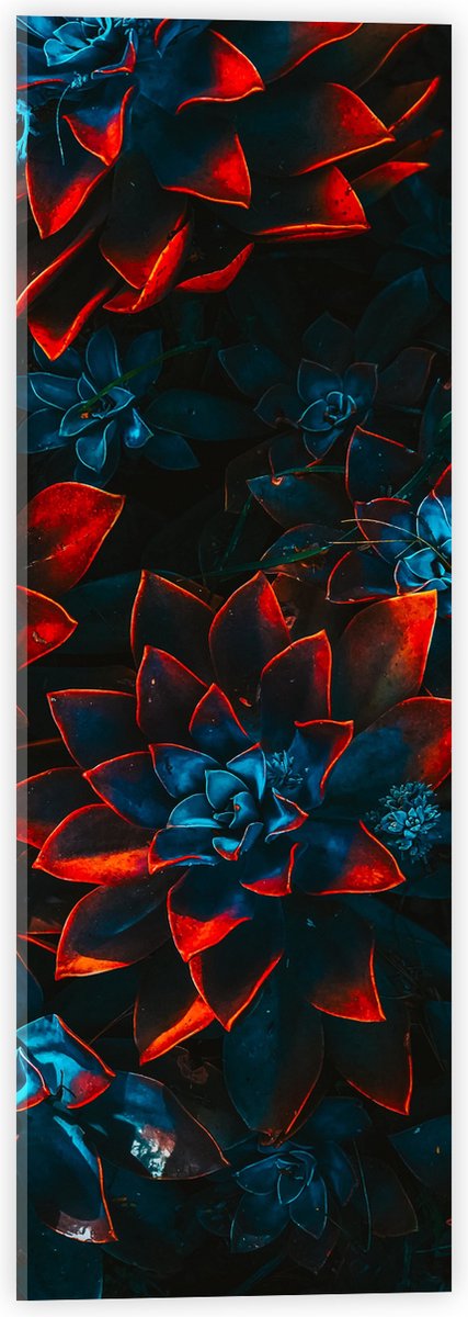 Acrylglas - Blauwe Echeveria Struik met Rode Details op Planten - 20x60 cm Foto op Acrylglas (Met Ophangsysteem)