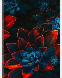Acrylglas - Blauwe Echeveria Struik met Rode Details op Planten - 20x60 cm Foto op Acrylglas (Wanddecoratie op Acrylaat)