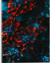 Acrylglas - Blauwe Echeveria Struik met Rode Details op Planten - 30x40 cm Foto op Acrylglas (Met Ophangsysteem)