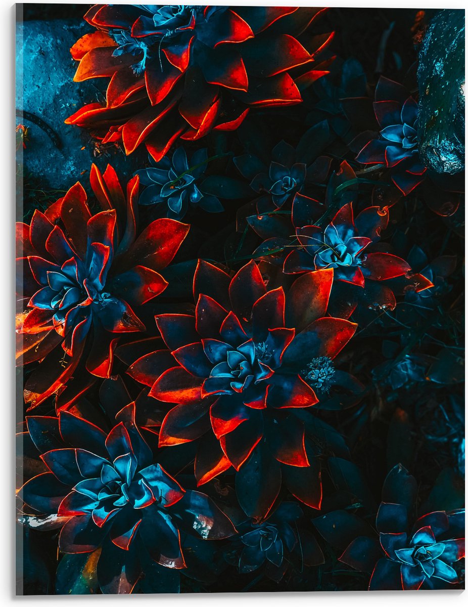 Acrylglas - Blauwe Echeveria Struik met Rode Details op Planten - 30x40 cm Foto op Acrylglas (Met Ophangsysteem)