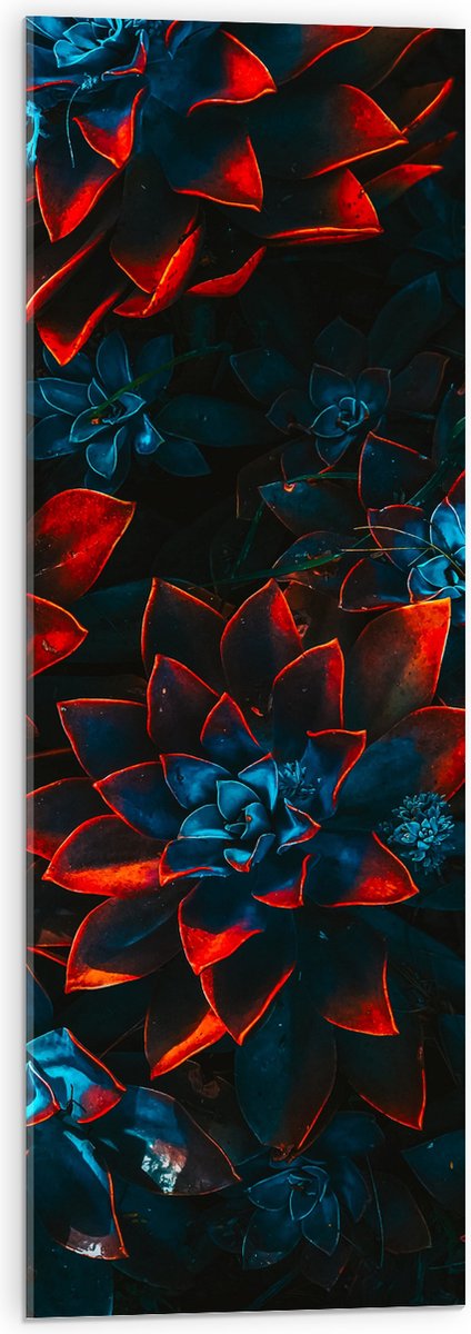 Acrylglas - Blauwe Echeveria Struik met Rode Details op Planten - 30x90 cm Foto op Acrylglas (Met Ophangsysteem)