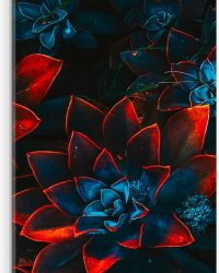 Acrylglas - Blauwe Echeveria Struik met Rode Details op Planten - 30x90 cm Foto op Acrylglas (Wanddecoratie op Acrylaat)