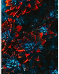 Acrylglas - Blauwe Echeveria Struik met Rode Details op Planten - 40x60 cm Foto op Acrylglas (Met Ophangsysteem)