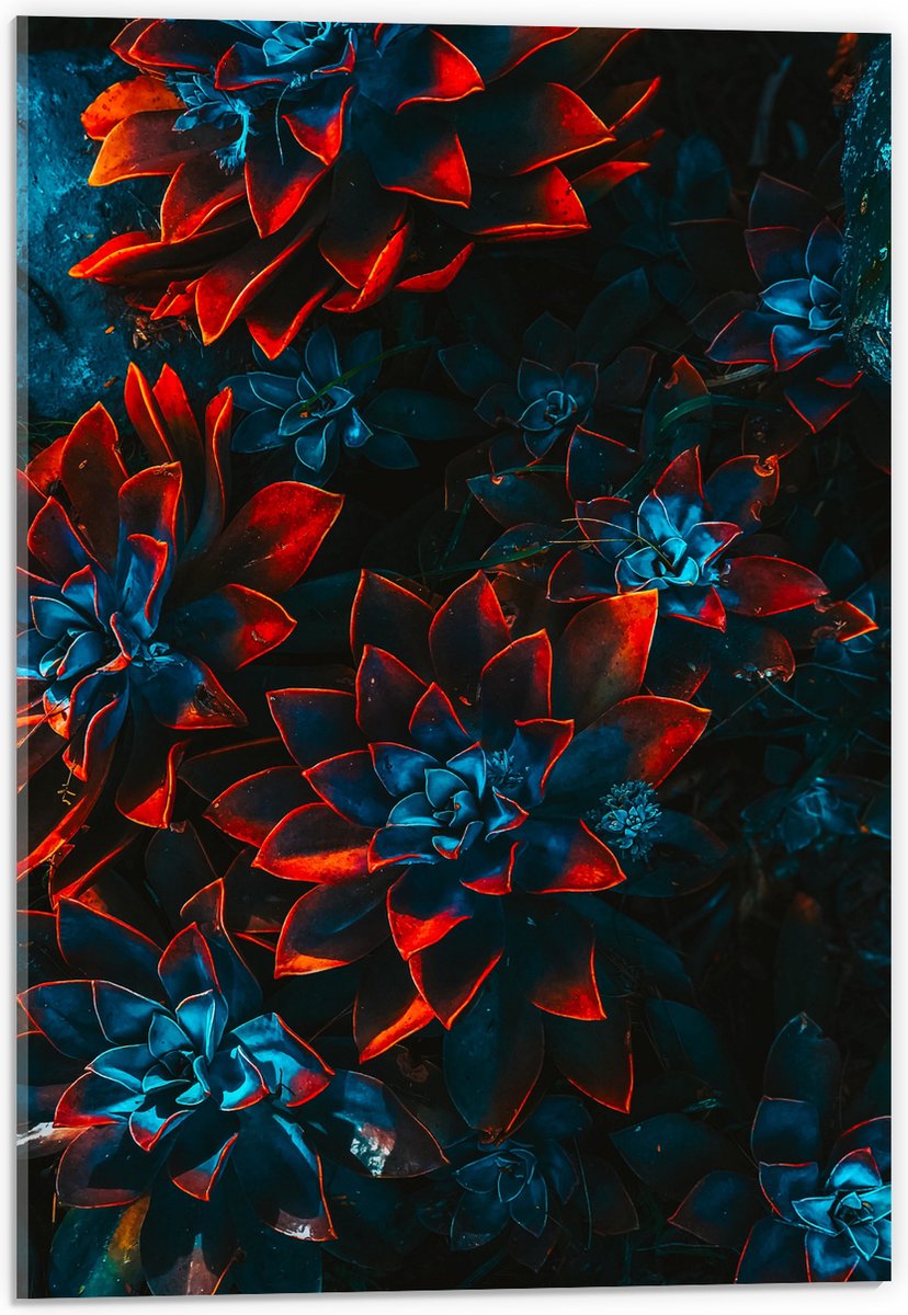 Acrylglas - Blauwe Echeveria Struik met Rode Details op Planten - 40x60 cm Foto op Acrylglas (Wanddecoratie op Acrylaat)