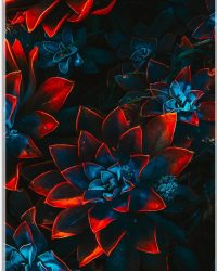 Acrylglas - Blauwe Echeveria Struik met Rode Details op Planten - 50x100 cm Foto op Acrylglas (Met Ophangsysteem)