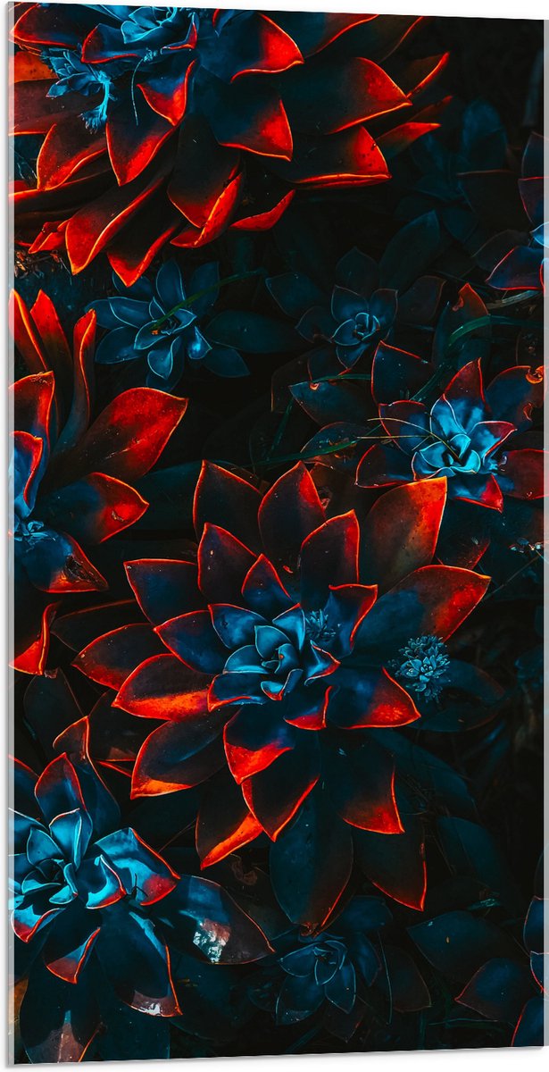 Acrylglas - Blauwe Echeveria Struik met Rode Details op Planten - 50x100 cm Foto op Acrylglas (Met Ophangsysteem)