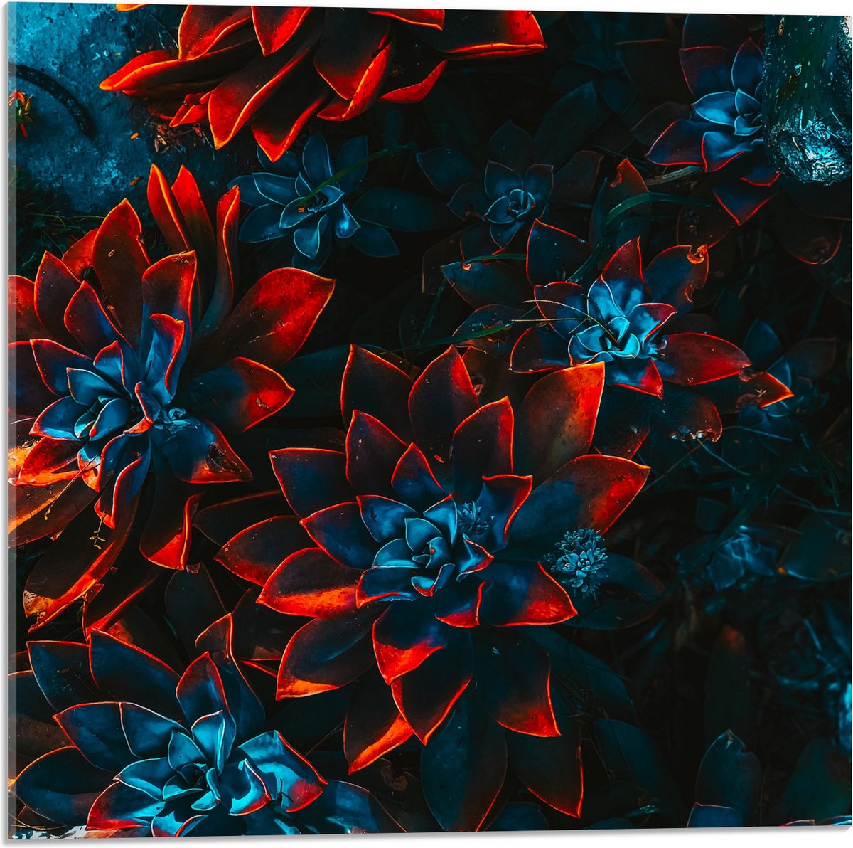 Acrylglas - Blauwe Echeveria Struik met Rode Details op Planten - 50x50 cm Foto op Acrylglas (Met Ophangsysteem)