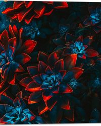 Acrylglas - Blauwe Echeveria Struik met Rode Details op Planten - 50x50 cm Foto op Acrylglas (Wanddecoratie op Acrylaat)