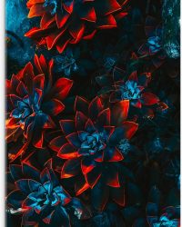 Acrylglas - Blauwe Echeveria Struik met Rode Details op Planten - 50x75 cm Foto op Acrylglas (Met Ophangsysteem)